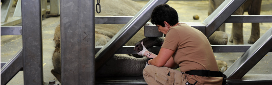 Tierpflegerin mit Elefant im Kölner Zoo