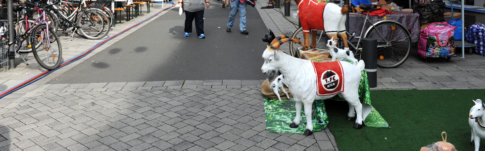 Hennes ist vor Schreck kreidebleich wie die Ziegen im Gehege, tb