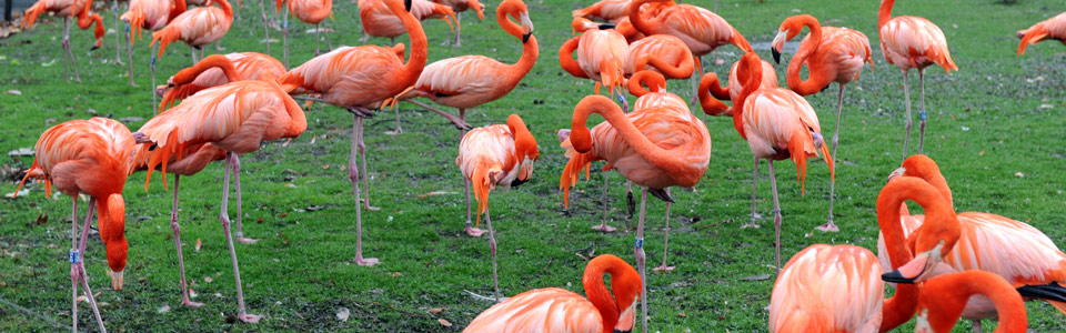 Flamingos im Kölner Zoo