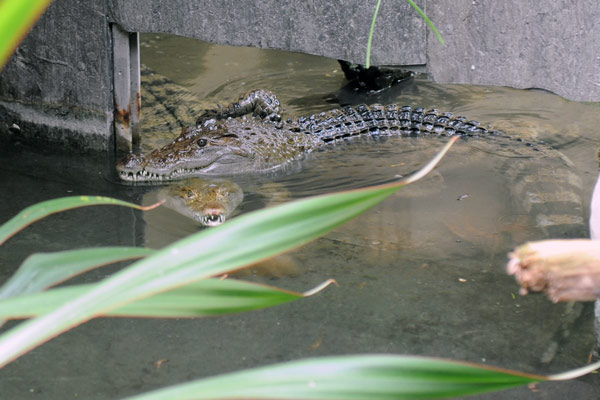 Kroko-Sex im Kölner Zoo