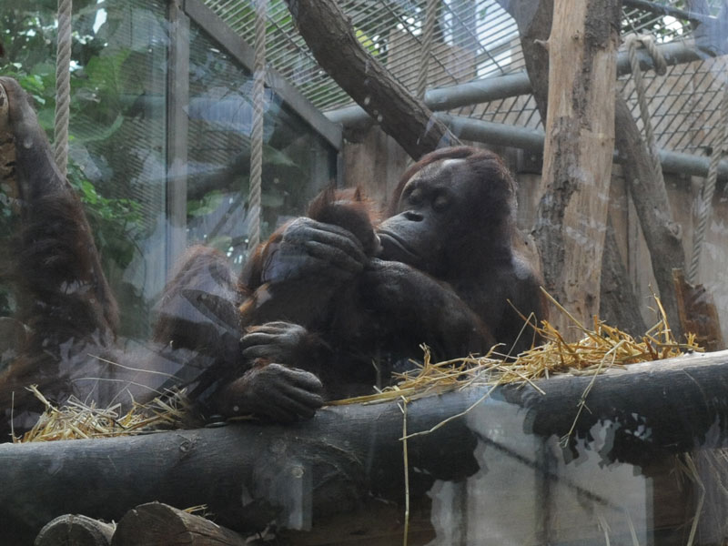 Orang-Utan-Mama Cori schmust mit Baby Ciri im Kölner Zoo 2014