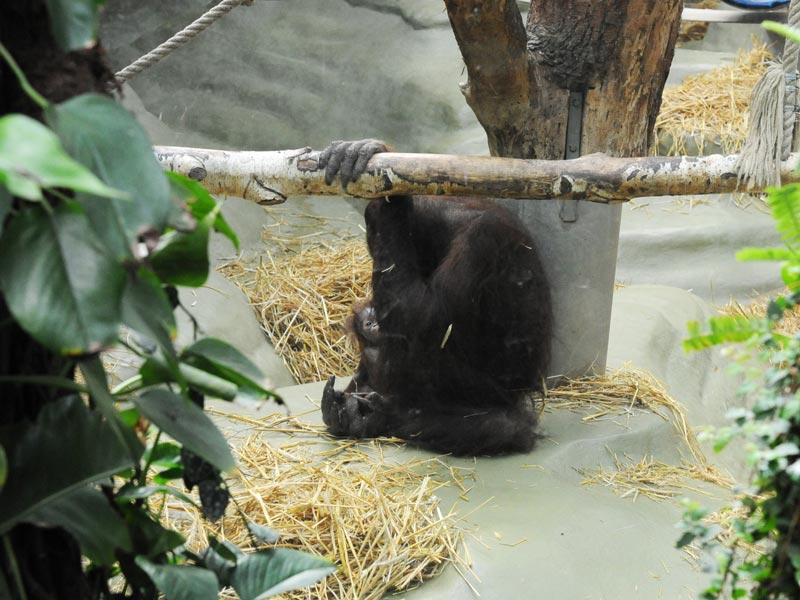 Orang-Utan-Baby Ciri im Kölner Zoo 2014