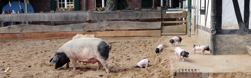 Schweine-Mama Piggy mit ihren fünf Mohrenkopf-Minis