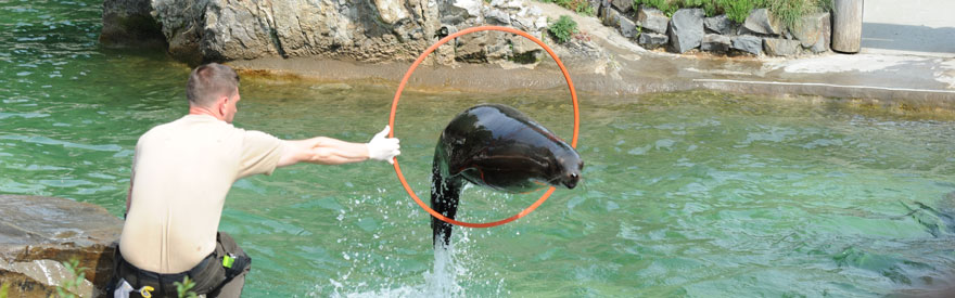 Seelöwe springt durch einen roten Ring im Kölner Zoo